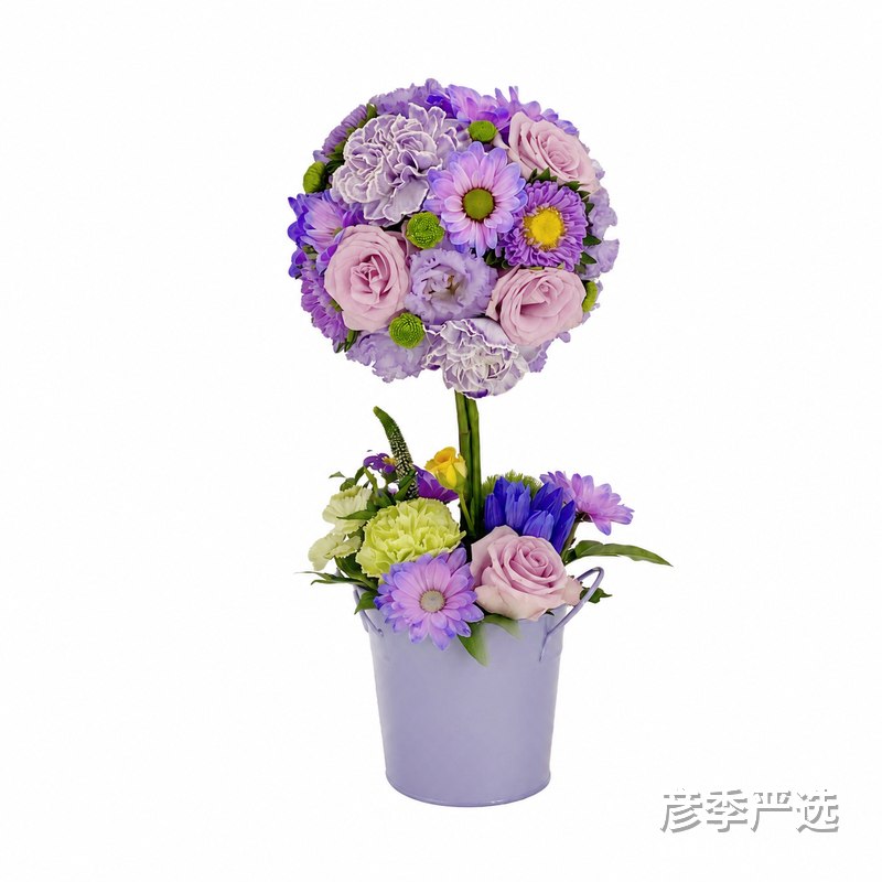 紫球花树盆栽